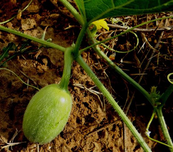  Young fruit